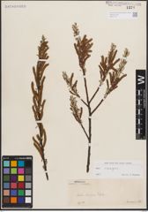 Foto von Salix eleagnos Scop.